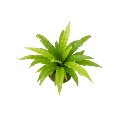 Bird's Nest Fern, Kokedama / Moss Ball