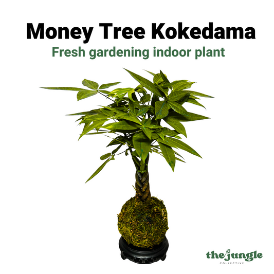 Money Tree Kokedama