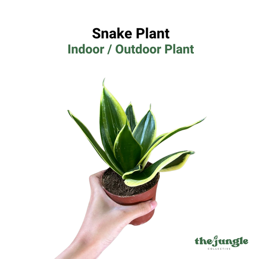 Small Dracaena trifasciata | Snake Plant (Sansevieria) | Indoor | Windowless Offices & Bedroom Air Purification