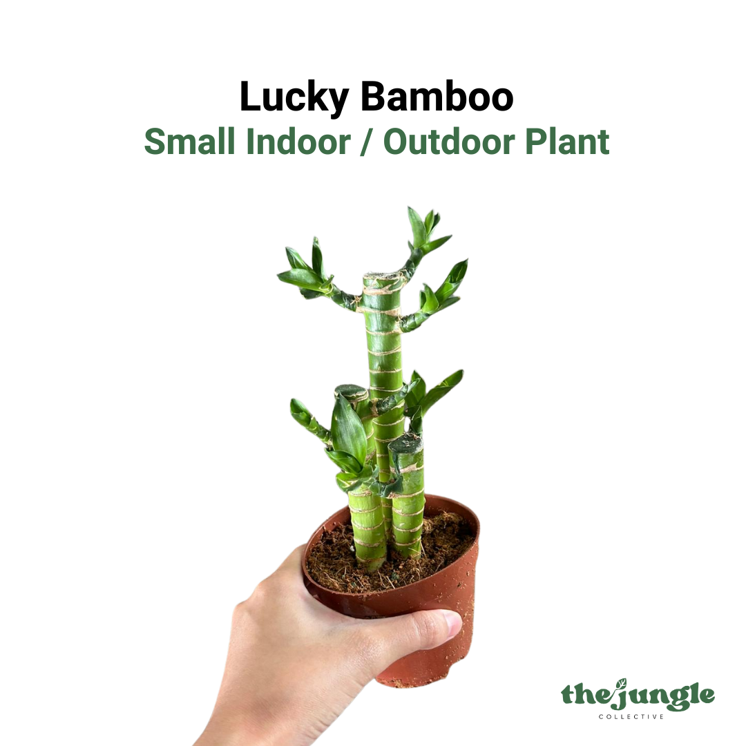 Small Dracaena sanderiana | 3-Stalk Lucky Bamboo | Indoor | Feng Shui & New Year Desktop Decor