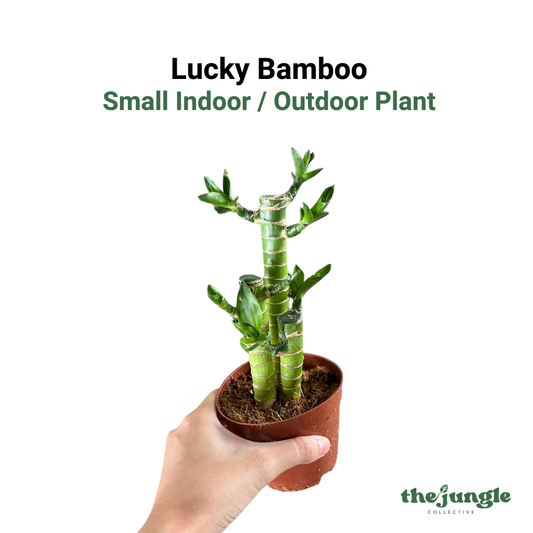 Small Dracaena sanderiana | 3-Stalk Lucky Bamboo | Indoor | Feng Shui & New Year Desktop Decor