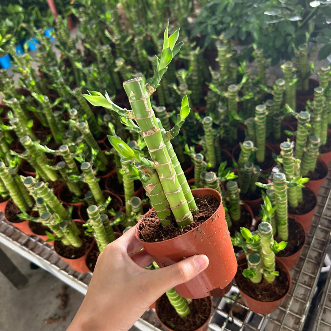 Small Dracaena sanderiana | 3-Stalk Lucky Bamboo | Indoor | Feng Shui & New Year Desktop Decor