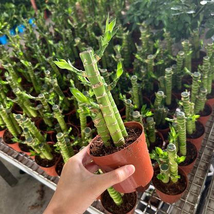 Small Dracaena sanderiana | 3-Stalk Lucky Bamboo | Indoor | Feng Shui & New Year Desktop Decor