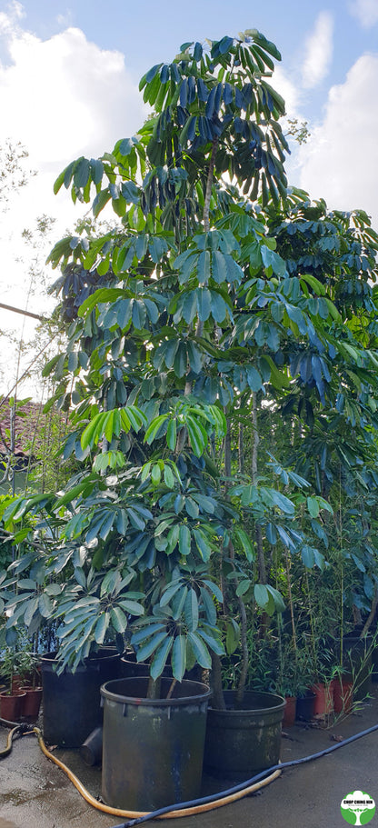 Schefflera actinophylla