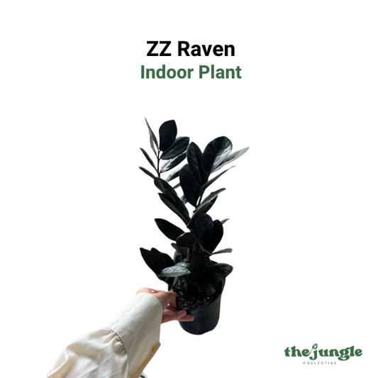 Zamioculcas zamiifolia 'Raven' | ZZ Raven | Indoor | Chic Interior Design & Low-Light Modern Decor