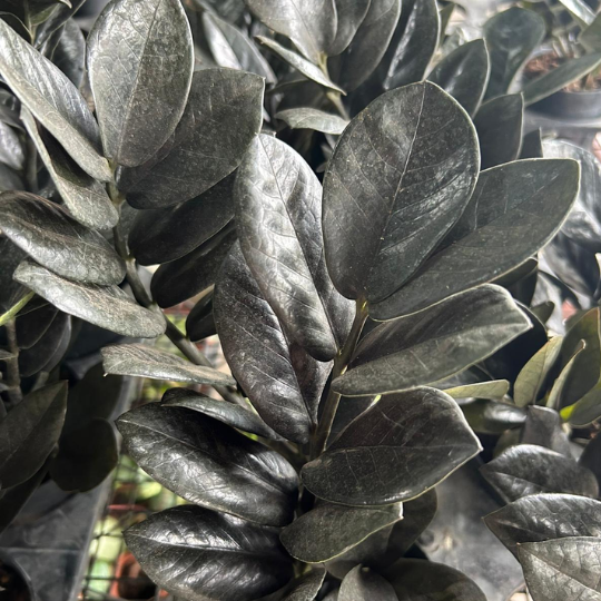 Zamioculcas zamiifolia 'Raven' | ZZ Raven | Indoor | Chic Interior Design & Low-Light Modern Decor