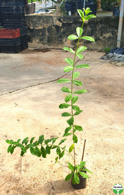 Allamanda blanchetii