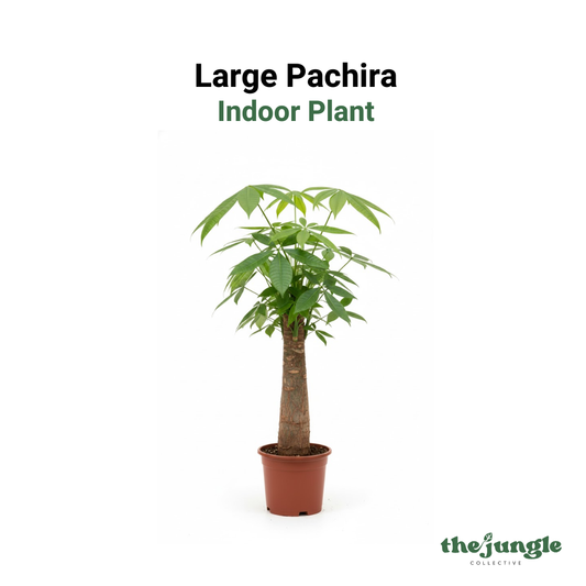 Pachira aquatica | Money Tree (Single Trunk) | Indoor | Minimalist Corporate Gifting