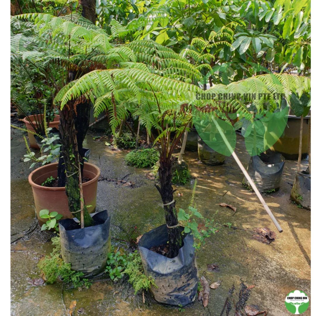 Cyathea latebrosa