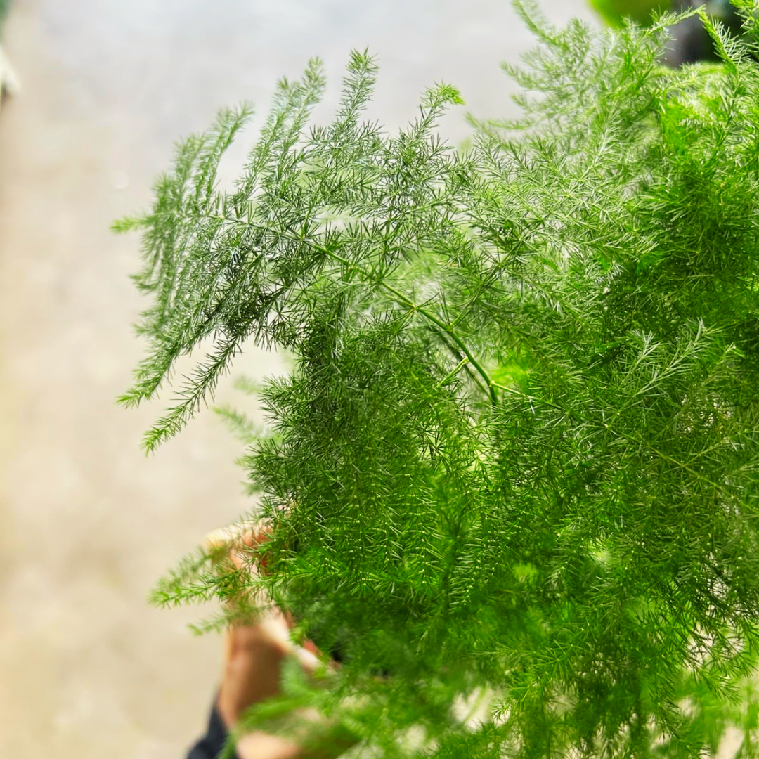 Asparagus setaceus | Lace Asparagus Fern | Indoor/Outdoor | Soft Textural Accents | Easy Care