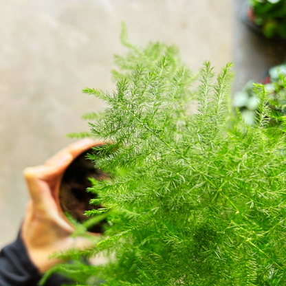 Asparagus setaceus | Lace Asparagus Fern | Indoor/Outdoor | Soft Textural Accents | Easy Care