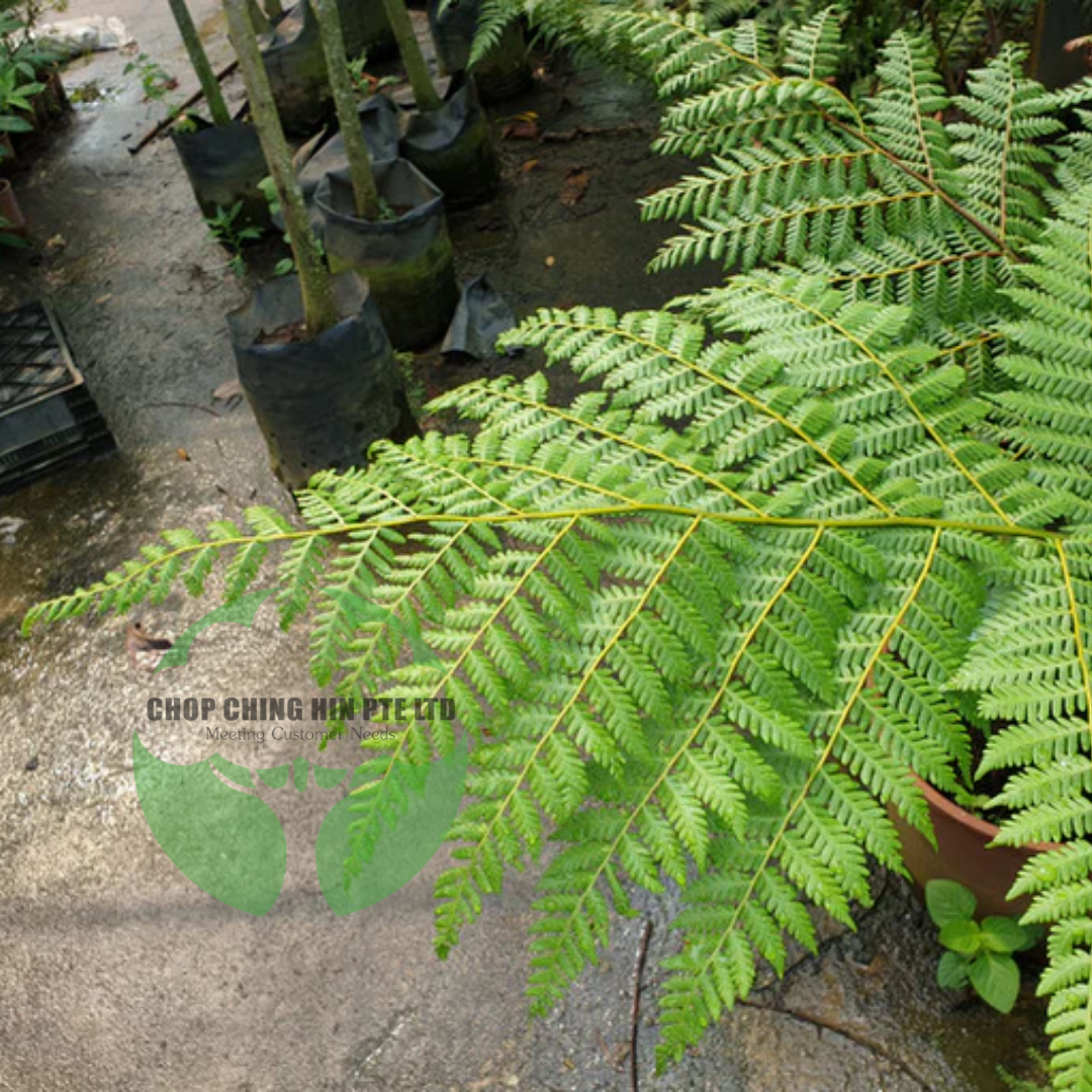 Cyathea latebrosa