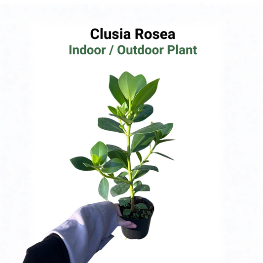 Clusia rosea | Indoor/Outdoor | Easy to Care Decor & Sustainable Gifting