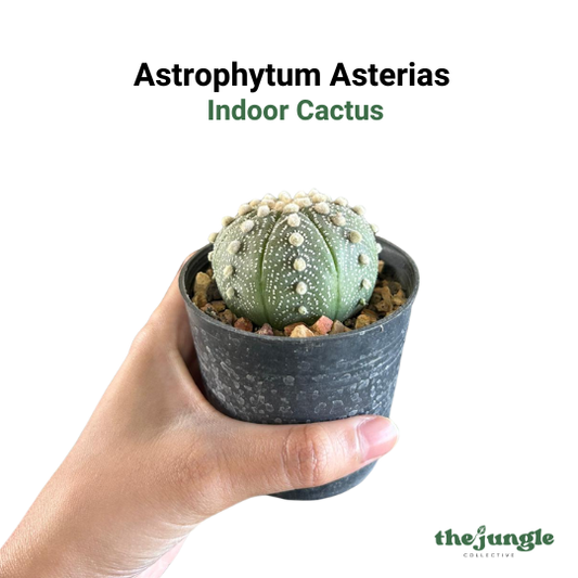 Medium Astrophytum asterias | Sand Dollar Cactus | Spineless Cactus | Indoor/Outdoor | Rare Collector's Gift & Desktop Decor