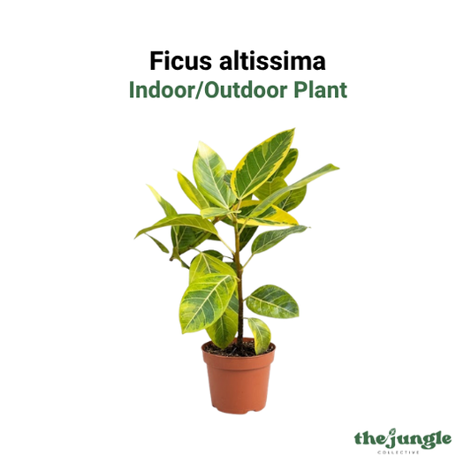 Ficus altissima | Variegated Golden Rubber Tree | Ornamental Tree | Indoor | Statement Piece & Modern Office Decor