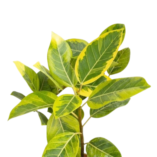 Ficus altissima | Variegated Golden Rubber Tree | Ornamental Tree | Indoor | Statement Piece & Modern Office Decor