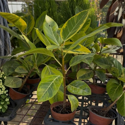 Ficus altissima | Variegated Golden Rubber Tree | Ornamental Tree | Indoor | Statement Piece & Modern Office Decor