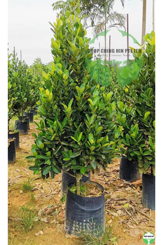 Garcinia subelliptica