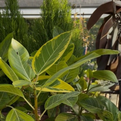 Ficus altissima | Variegated Golden Rubber Tree | Ornamental Tree | Indoor | Statement Piece & Modern Office Decor