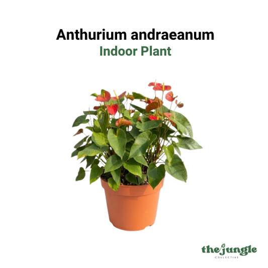 Anthurium andraeanum | Red Flamingo Lily | Tropical Perennial | Indoor | Office Desk & Vibrant Home Decor