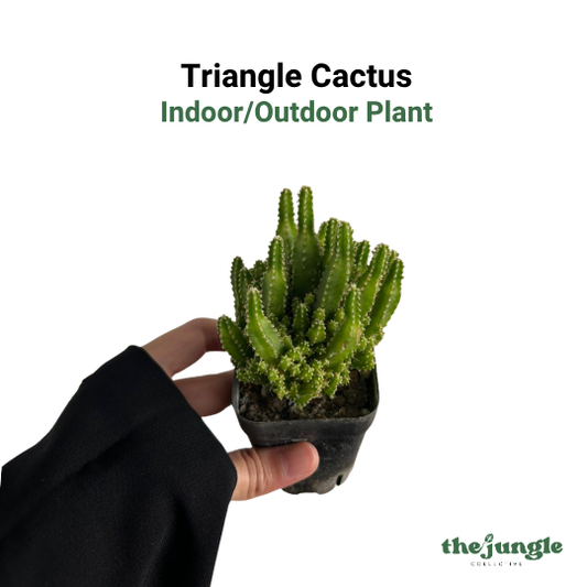 Acanthocereus tetragonus | Triangle Cactus | Indoor/Outdoor | Home & Office Decor | Low Maintenance