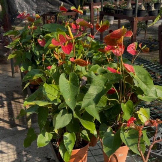 Anthurium andraeanum | Red Flamingo Lily | Tropical Perennial