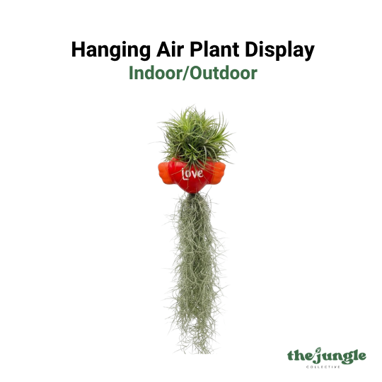Hanging Tillandsia Display | "Love" Winged Heart Air Plant Holder with Spanish Moss | Low-Maintenance