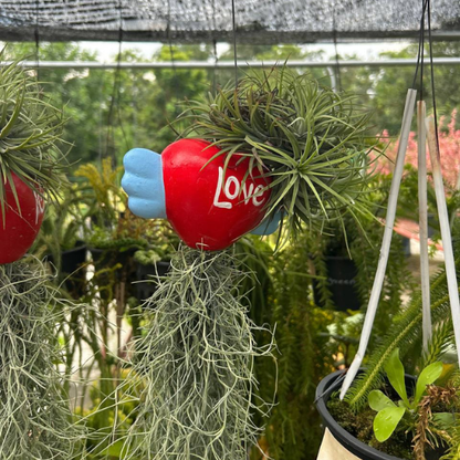 Hanging Tillandsia Display | "Love" Winged Heart Air Plant Holder with Spanish Moss | Low-Maintenance