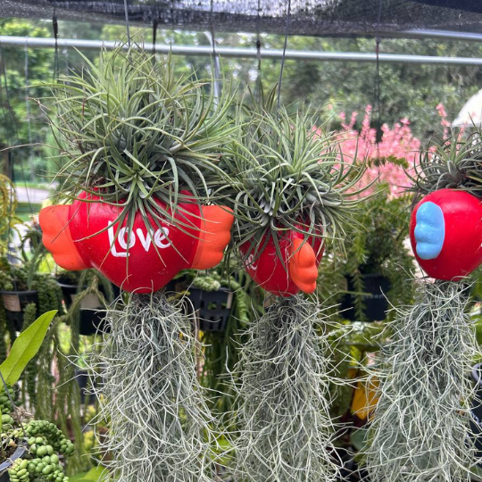 Hanging Tillandsia Display | "Love" Winged Heart Air Plant Holder with Spanish Moss | Low-Maintenance