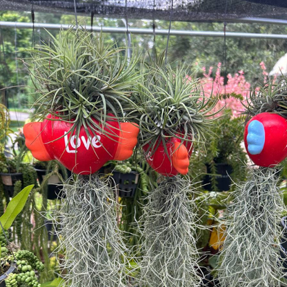 Hanging Tillandsia Display | "Love" Winged Heart Air Plant Holder with Spanish Moss | Low-Maintenance