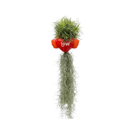 Hanging Tillandsia Display | "Love" Winged Heart Air Plant Holder with Spanish Moss | Low-Maintenance