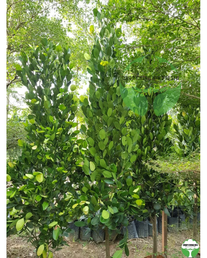 Garcinia subelliptica