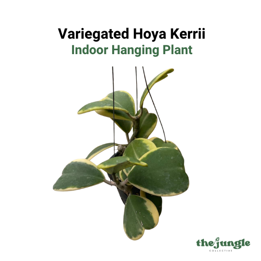 Hanging Hoya kerrii 'Variegata' | Variegated Sweetheart Plant | Indoor | Low Maintenance