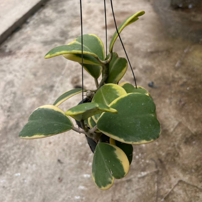 Hanging Hoya kerrii 'Variegata' | Variegated Sweetheart Plant | Indoor | Low Maintenance