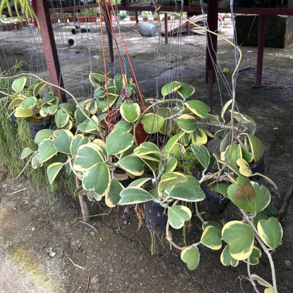 Hanging Hoya kerrii 'Variegata' | Variegated Sweetheart Plant | Indoor | Low Maintenance