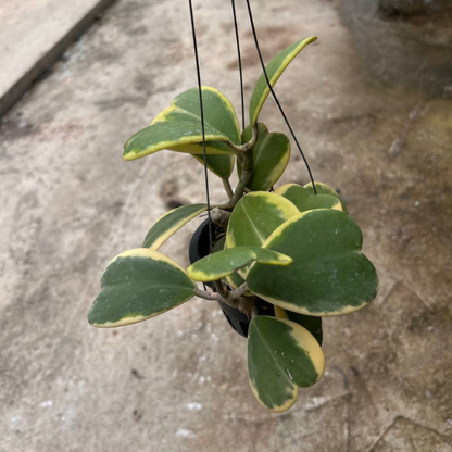 Hanging Hoya kerrii 'Variegata' | Variegated Sweetheart Plant | Indoor | Low Maintenance