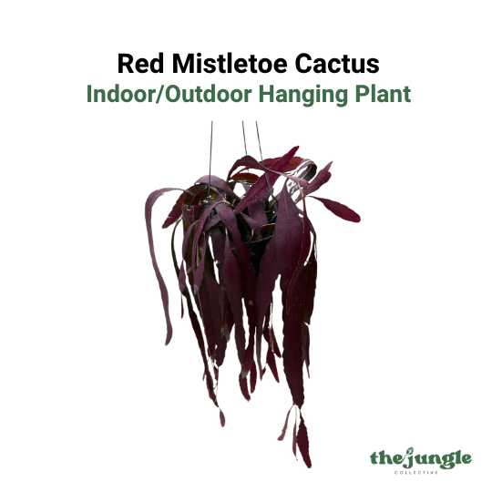 Pseudorhipsalis ramulosa | Red Mistletoe Cactus | Indoor/Bright Patio | Pet-Safe | Easy Care