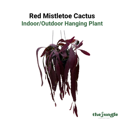 Pseudorhipsalis ramulosa | Red Mistletoe Cactus | Indoor/Bright Patio | Pet-Safe | Easy Care