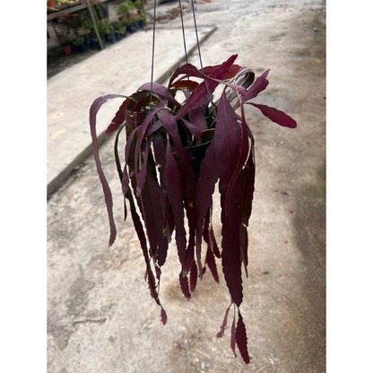 Pseudorhipsalis ramulosa | Red Mistletoe Cactus | Indoor/Bright Patio | Pet-Safe | Easy Care
