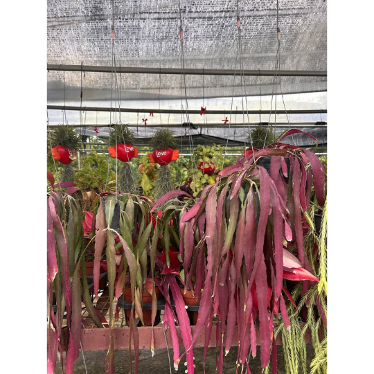 Pseudorhipsalis ramulosa | Red Mistletoe Cactus | Indoor/Bright Patio | Pet-Safe | Easy Care