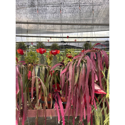 Pseudorhipsalis ramulosa | Red Mistletoe Cactus | Indoor/Bright Patio | Pet-Safe | Easy Care