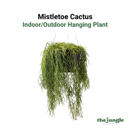 Rhipsalis baccifera | Mistletoe Cactus | Unique Hanging Trailing Houseplant, Air Purifying | Easy Care