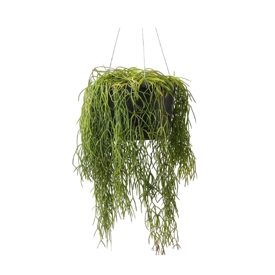 Rhipsalis baccifera | Mistletoe Cactus | Unique Hanging Trailing Houseplant, Air Purifying | Easy Care
