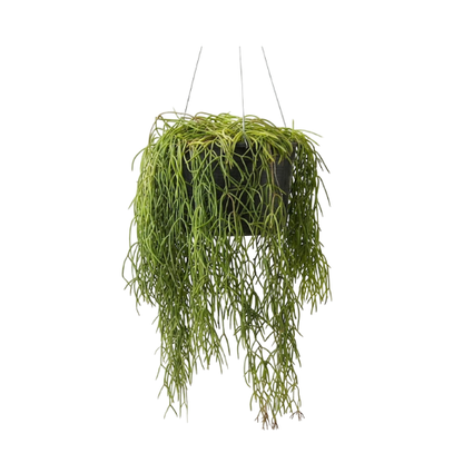 Rhipsalis baccifera | Mistletoe Cactus | Unique Hanging Trailing Houseplant, Air Purifying | Easy Care