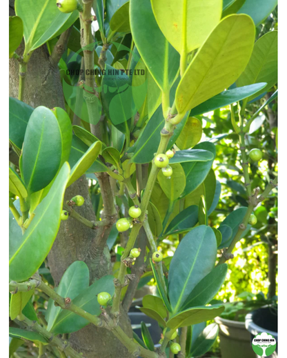 Garcinia subelliptica