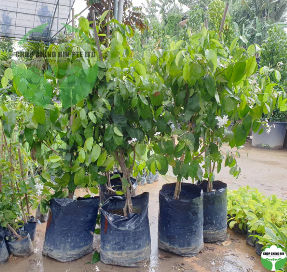 Kopsia singapurensis