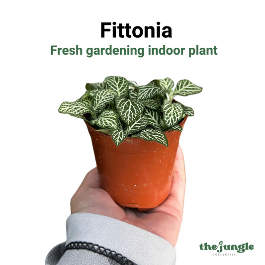 Fittonia