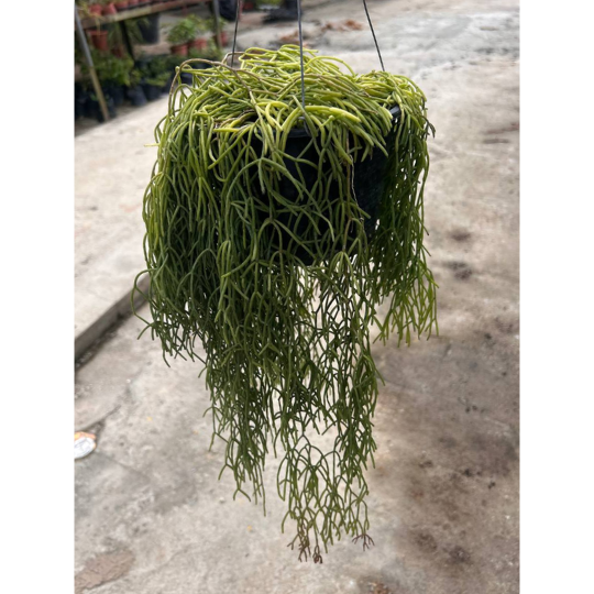 Rhipsalis baccifera | Mistletoe Cactus | Unique Hanging Trailing Houseplant, Air Purifying | Easy Care