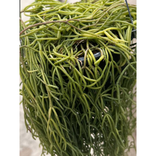 Rhipsalis baccifera | Mistletoe Cactus | Unique Hanging Trailing Houseplant, Air Purifying | Easy Care