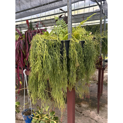 Rhipsalis baccifera | Mistletoe Cactus | Unique Hanging Trailing Houseplant, Air Purifying | Easy Care